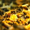  Pałac dla trzmiela, willa dla pszczoły